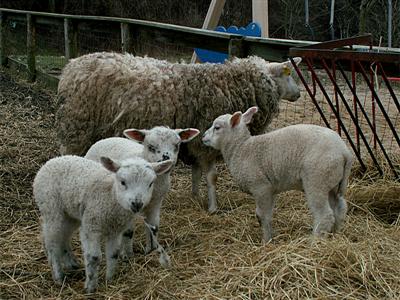 fluffy little lambs