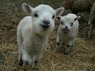 fluffy little lambs