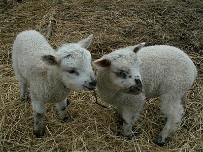 fluffy little lambs