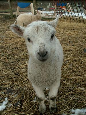 little lamb