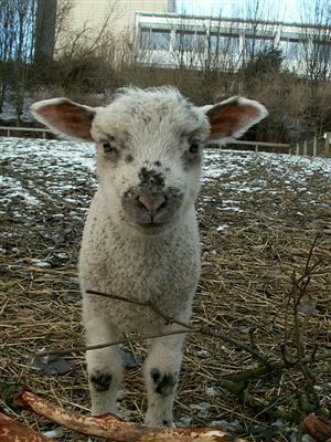 little lamb