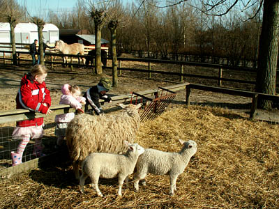 kids and lambs