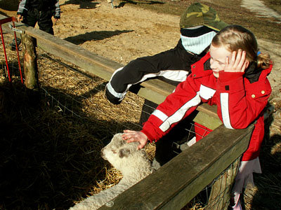 kids and lambs