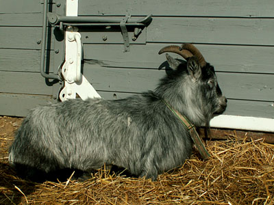 sitting goat