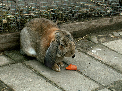 donkey the bunny