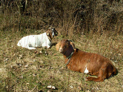 Mathilde and Magnethe