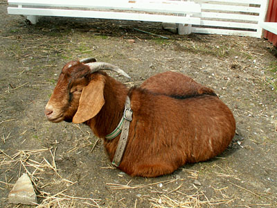 pregnant goat