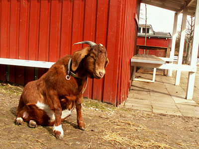 pregnant goat