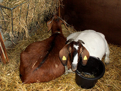 pregnant goats