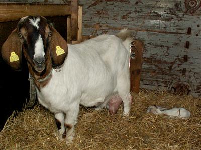 new goat kids