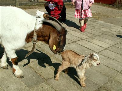 new goat kids