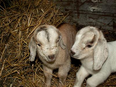 new goat kids