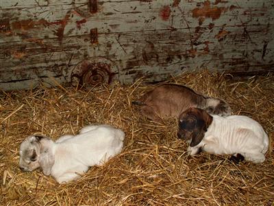 new goat kids