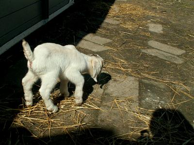 new goat kids