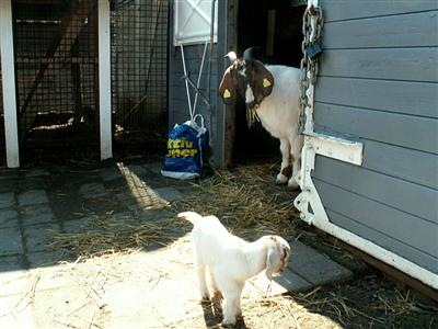 new goat kids