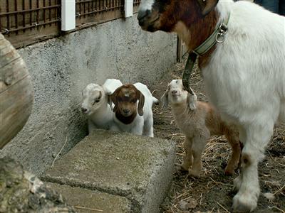 new goat kids