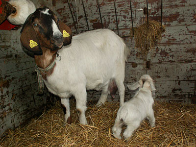 goat kids