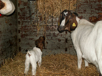 goat kids