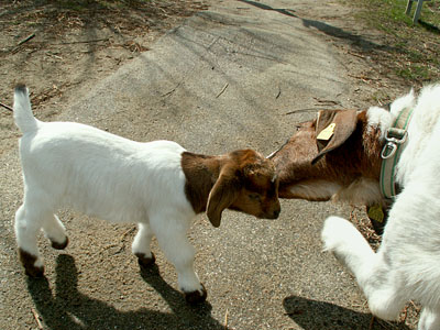 goat kids