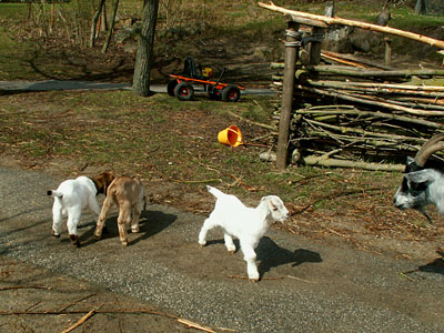 goat kids