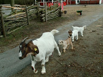 goat kids