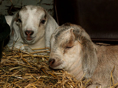 goat kids