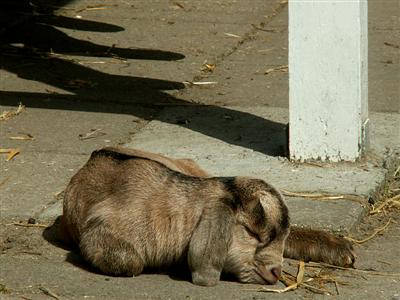 goat kids