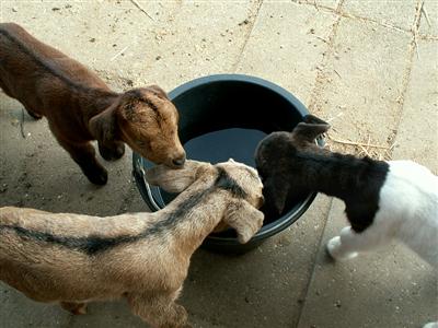 goat kids