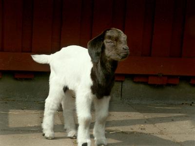 goat kids