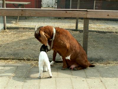 goat kids