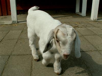 goat kids