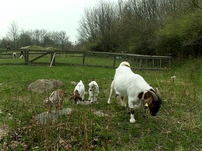 goat kids