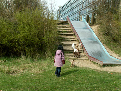 goat kids investigating the slide