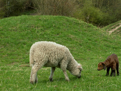 Mandela meets a lamb