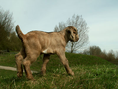 springbok