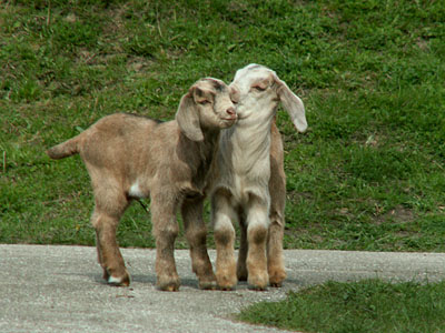 springbok and nougat