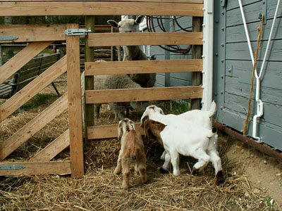 goat kids and sheep