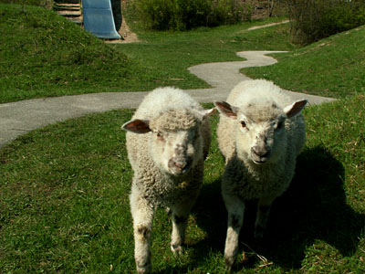 lambs