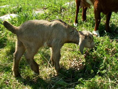 Springbok