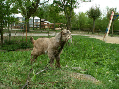 Springbok