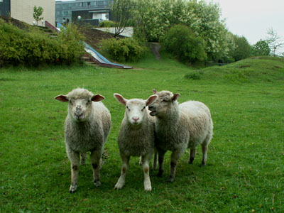 three lambs