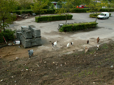 goats in parking lot