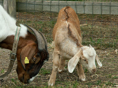 mathilde & nougat