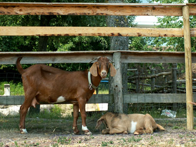 springbok + magnethe