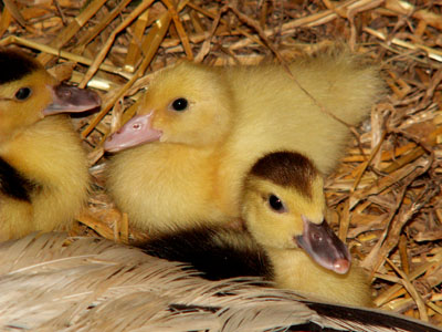 ducklings