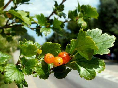 berries