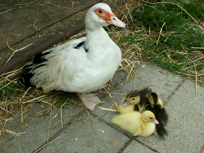 ducklings