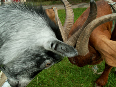 goat fight