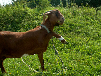 magnethe eats an apple