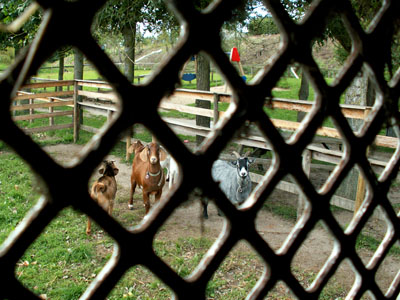 goats through window